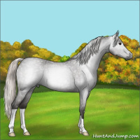 Horse Color:Gray Silver Blue Roan 