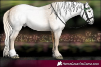 Horse Color:Gray Palomino