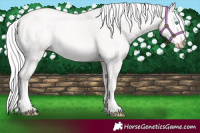 Horse Color:Cremello