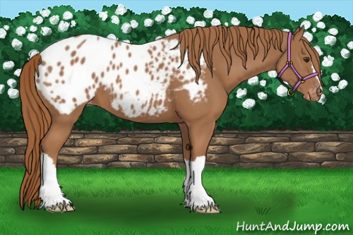 Horse Color:Chestnut Appaloosa