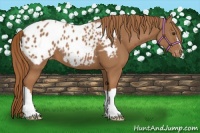 Horse Color:Chestnut Appaloosa 