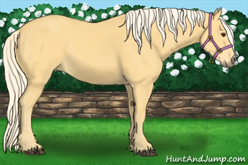 Horse Color:Palomino