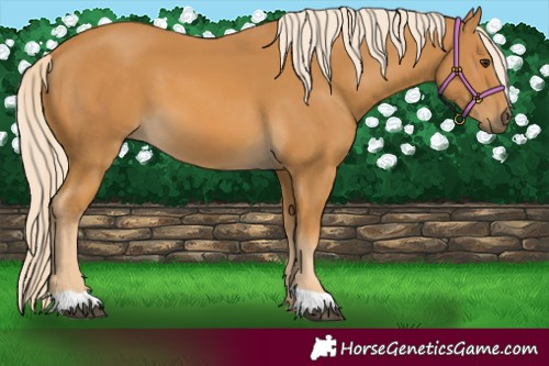 Horse Color:Palomino