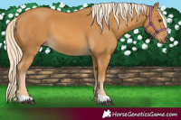 Horse Color:Palomino