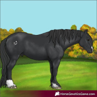 Horse Color:Black 