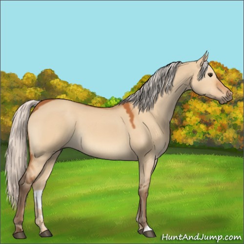 Horse Color:Silver Bay Dun 