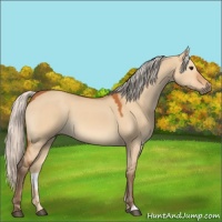 Horse Color:Silver Bay Dun 