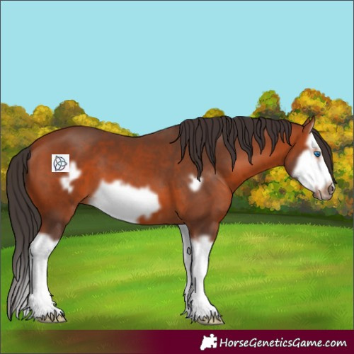 Horse Color:Bay Splash Frame
