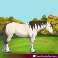 Horse Color:Buckskin Roan Dun Splash 