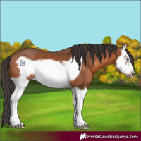 Horse Color:Bay Splash Frame