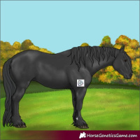 Horse Color:Black 