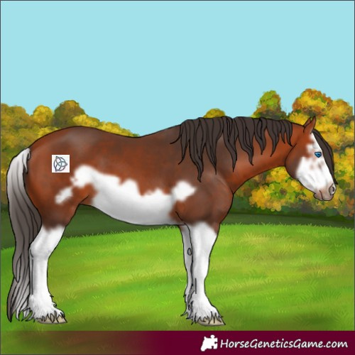 Horse Color:Bay Splash Frame 
