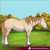 Horse Color:Red Dun Splash 