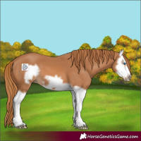 Horse Color:Chestnut Splash Frame