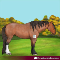 Horse Color:Bay Roan 