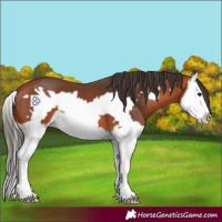 Horse Color:Bay Splash Frame 