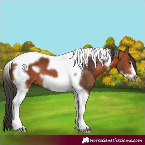 Horse Color:Bay Tobiano Frame 