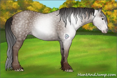 Horse Color:Gray Classic Champagne