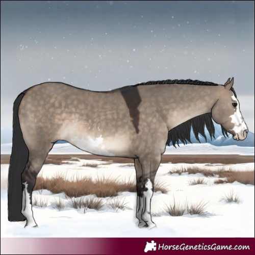 Horse Color:White Spotted Brown Dun 