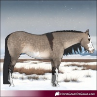 Horse Color:White Spotted Brown Dun 
