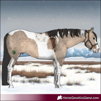 Horse Color:Brown Dun Sabino Tobiano 