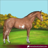 Horse Color:Chestnut Sabino