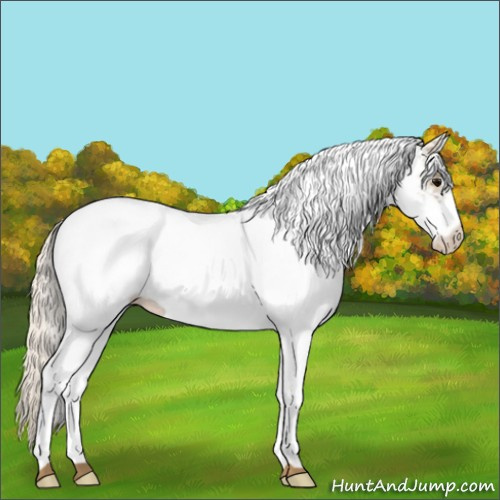 Horse Color:White Spotted Silver Smoky Black Rabicano 