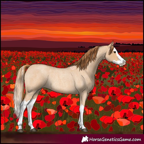 Horse Color:Red Dun Roan Splash Rabicano 