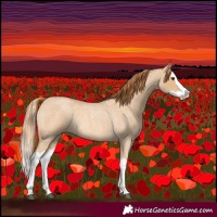 Horse Color:Red Dun Roan Splash Rabicano 