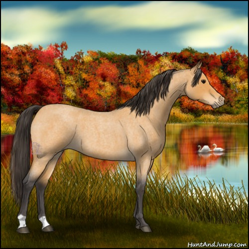 Horse Color:Buckskin Roan 