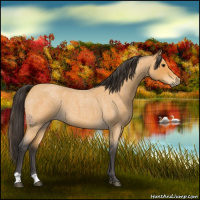 Horse Color:Buckskin Roan 