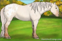 Horse Color:Silver Amber Champagne Dun Appaloosa 