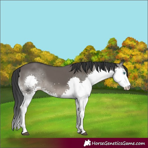 Horse Color:Grullo Splash 