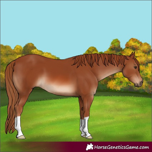 Horse Color:Chestnut 