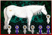 Horse Color:Perlino Dun Splash Tobiano Appaloosa 