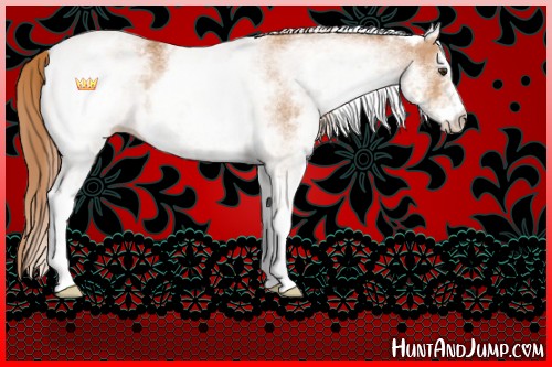 Horse Color:White Spotted Chestnut 