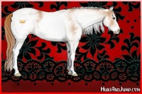 Horse Color:White Spotted Chestnut