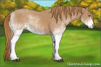 Horse Color:White Spotted Red Roan