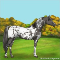 Horse Color:White Spotted Grullo Appaloosa 