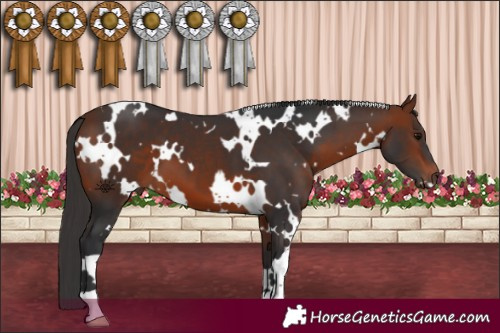 Horse Color:White Spotted Bay 