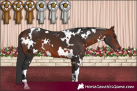 Horse Color:White Spotted Bay 