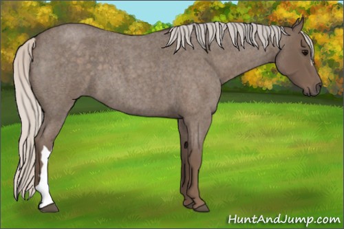 Horse Color:Silver Blue Roan 