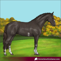 Horse Color:Liver Chestnut Sabino 