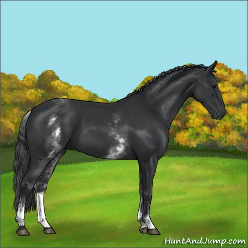 Horse Color:White Spotted Black 