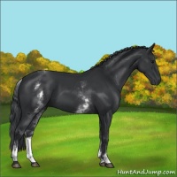 Horse Color:White Spotted Black 
