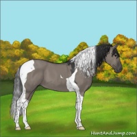 Horse Color:Grullo Tobiano 