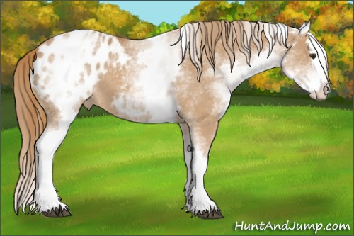 Horse Color:White Spotted Chestnut Splash Appaloosa 