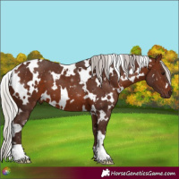 Horse Color:White Spotted Silver Brown