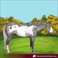 Horse Color:Silver Smoky Blue Roan Frame 