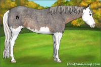 Horse Color:Silver Smoky Blue Roan Splash 